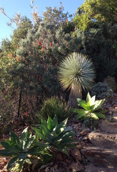 Mediterranean planting in Rick's garden